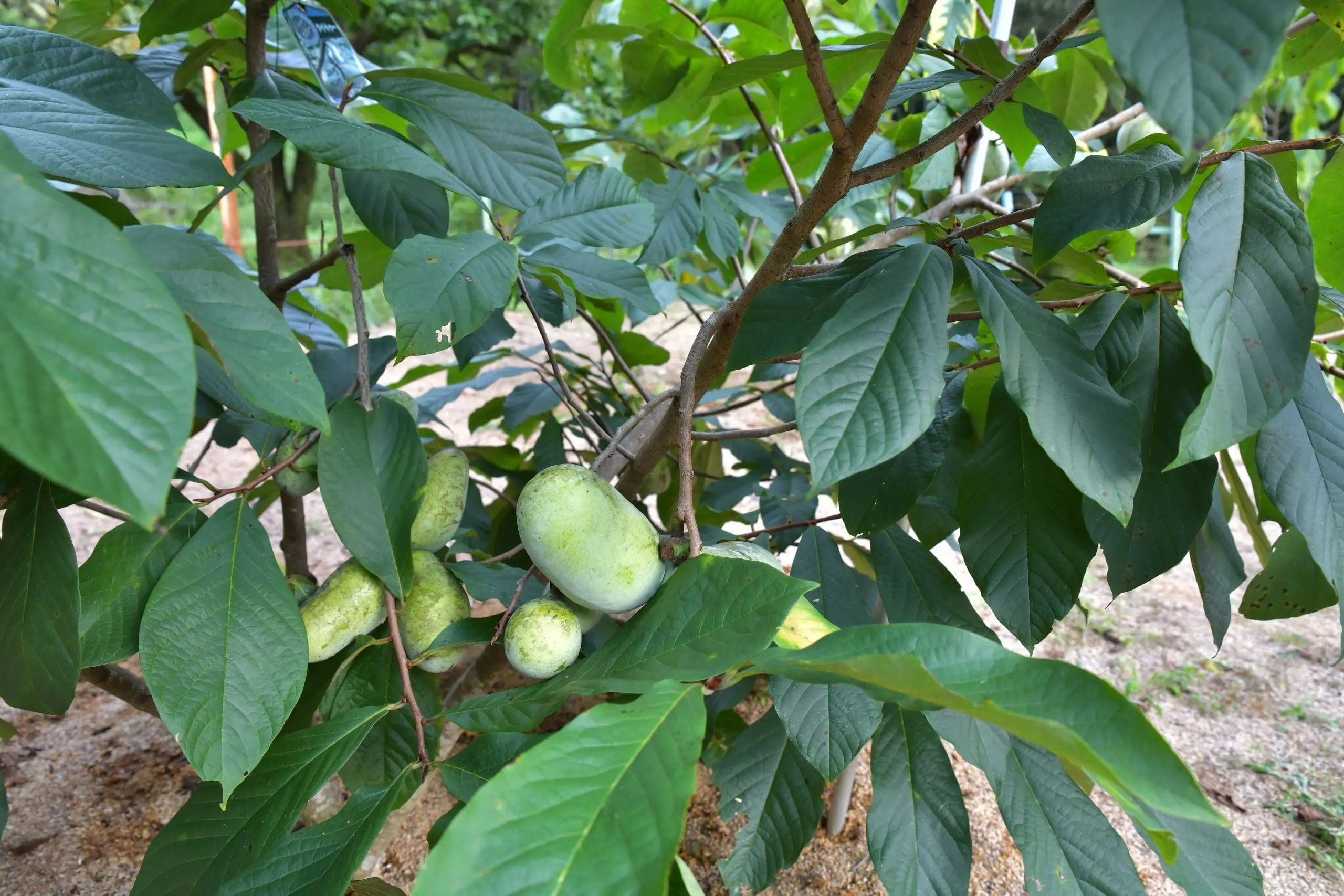 Paw Paw Tree