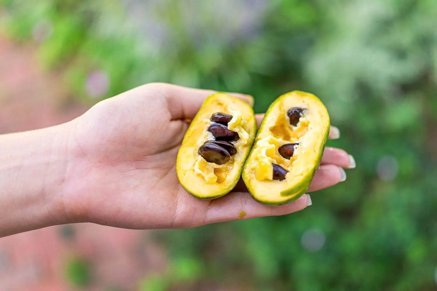 Paw Paw Fruit