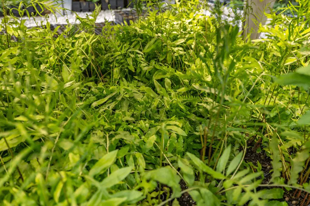 Sensitive Fern for Wet Shade Gardens Sensitive Fern growing in a moist, shaded woodland garden bed