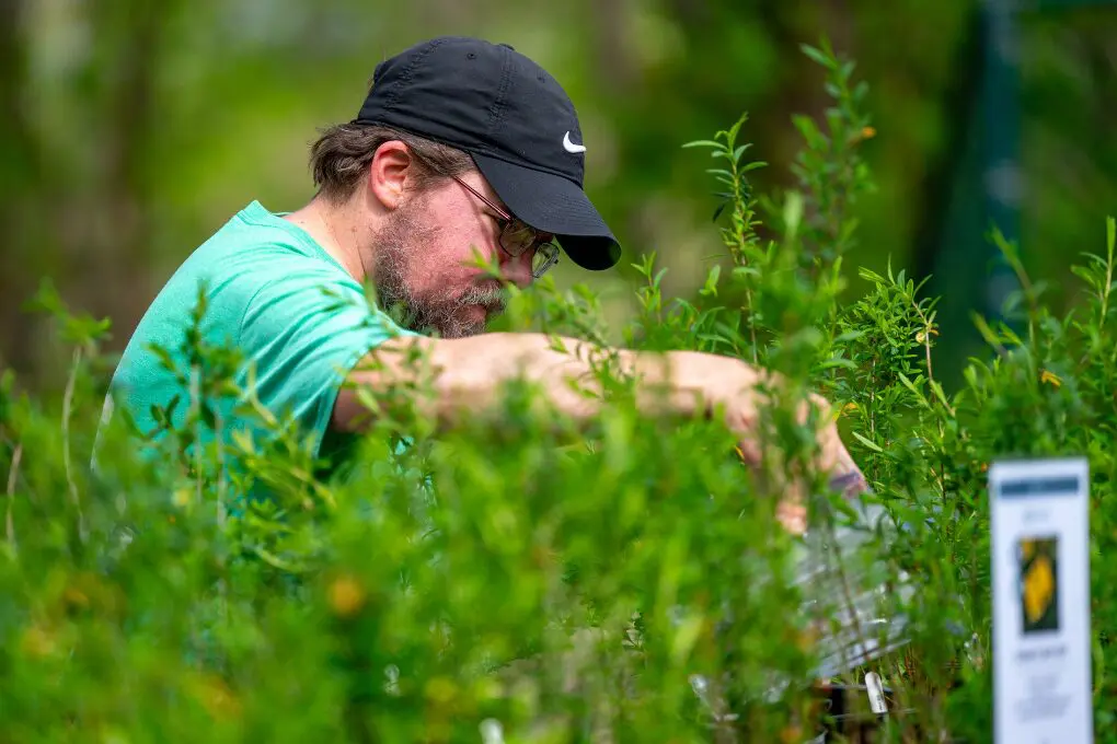 Man browsing native medicinal plants at the Dr. Compton Native Tree & Plant Sale