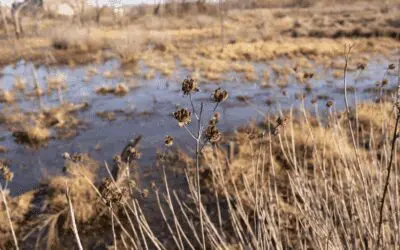 Winter Nature in Arkansas: What the Quiet Season Teaches Us About Resilience