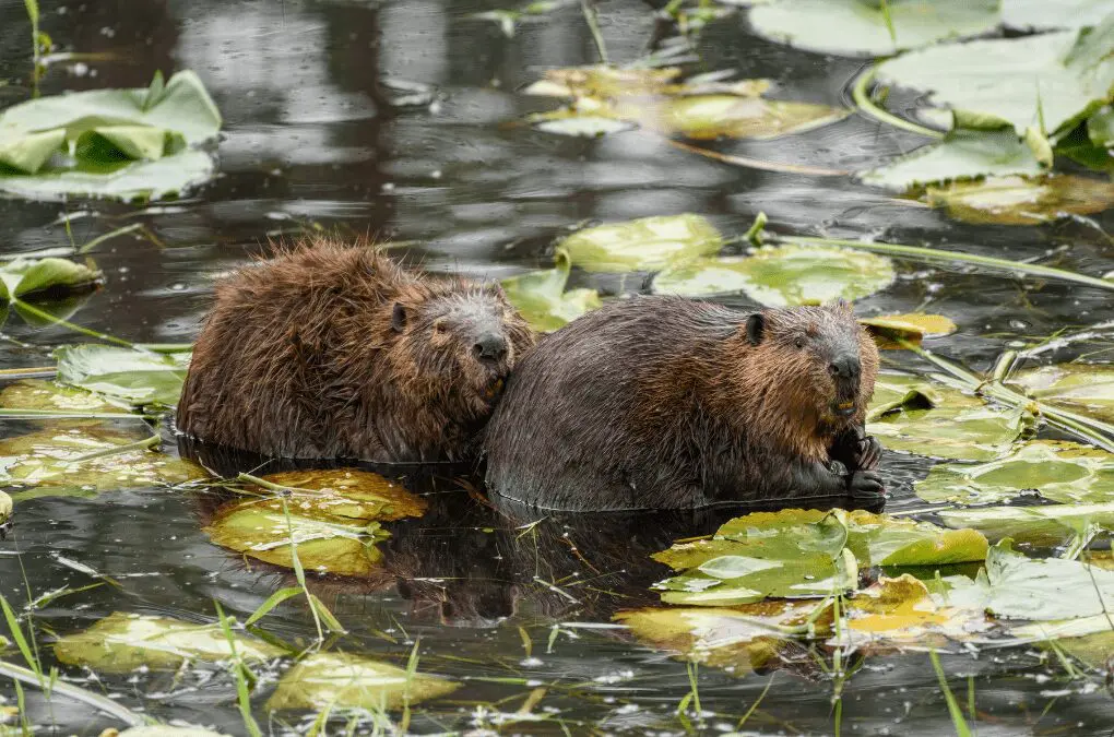 Love That Lasts: What Beavers Teach Us About Partnership