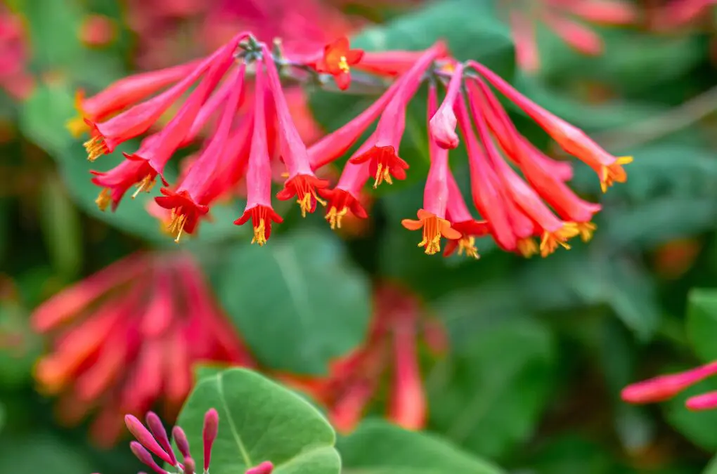 Not All Vines Are Invasive: Native Climbers That Help Your Garden Thrive