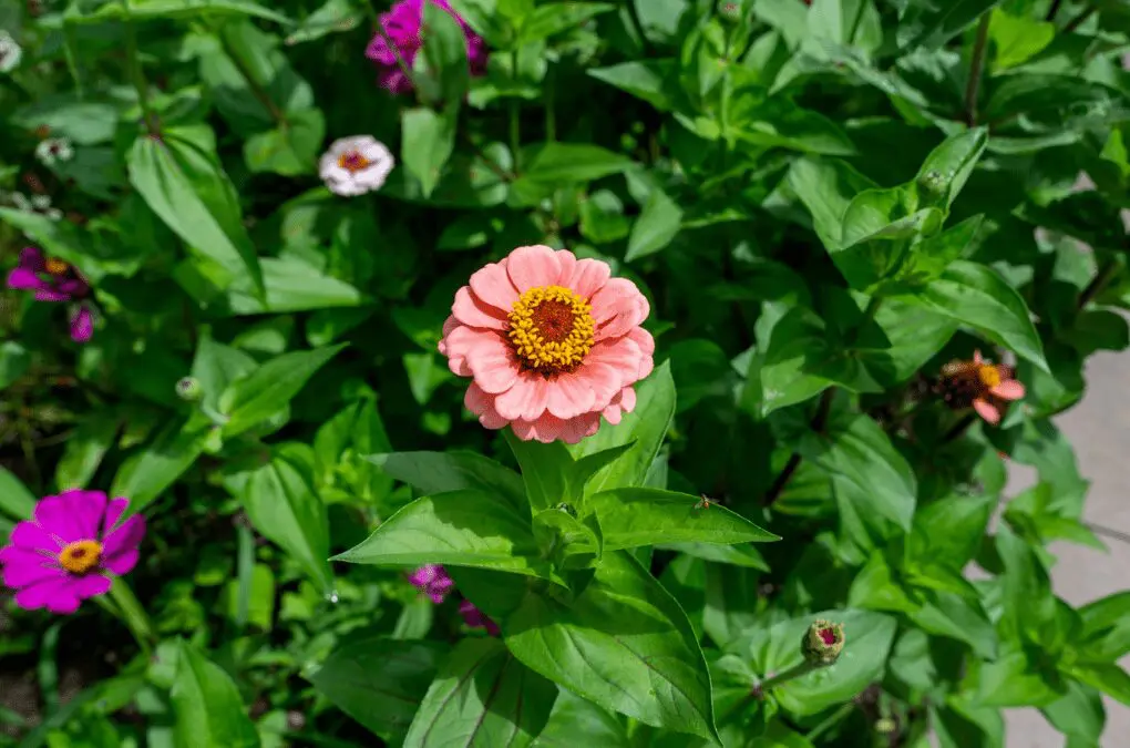 Date Nights in the Garden: BYOV