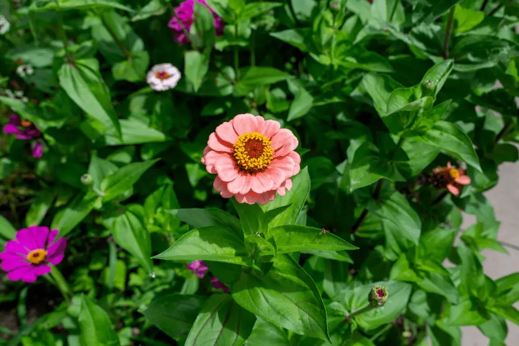Pink zinnia flower blooming in the gardens at Peel Museum & Botanical Garden