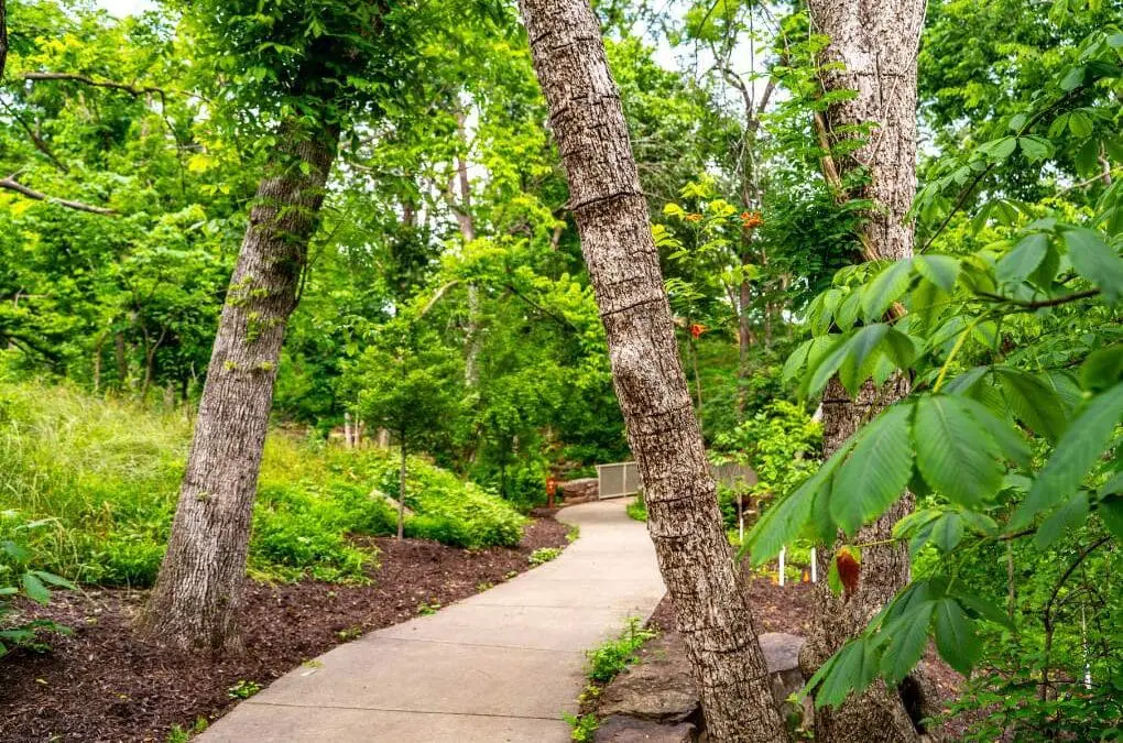 Tree Talk & Tour