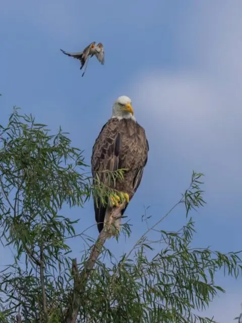 A morning at Osage Park worth slowing down for!
On Sunday, July 5th, @amberdmarch captured this incredible moment between a bald eagle and a scissor-tailed flycatcher above the wetlands.
Why do you think the flycatcher was willing to risk hanging around the bald eagle? Let us know in the comments!
A huge thank you to Amber March for sharing these amazing photos!