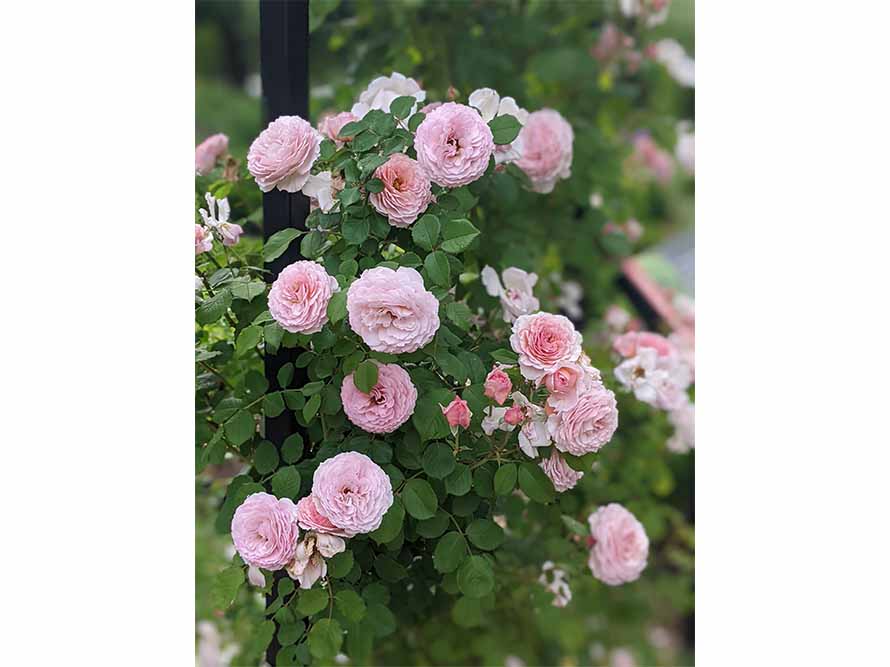 rose garden