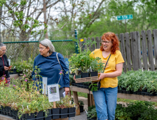 Replanting After the Storm: Why Fall is the Perfect Time for Tree Replacement